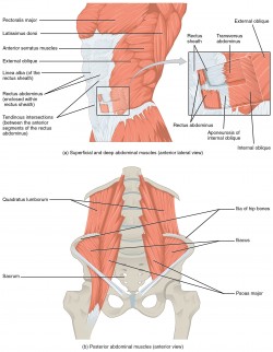 Rectus abdominis muscles yoga anatomy