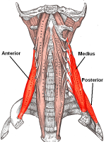 Scalenes Muscles in the Neck