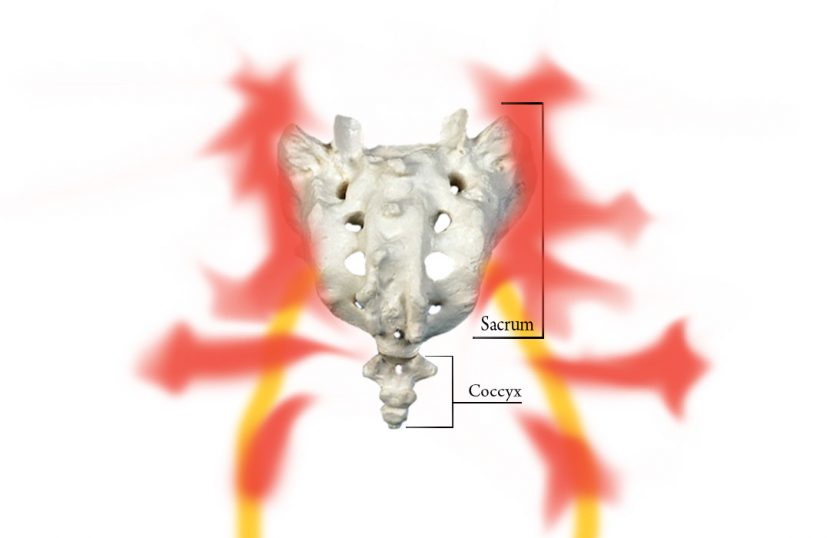 The sacroiliac joint and Sacrum Pain